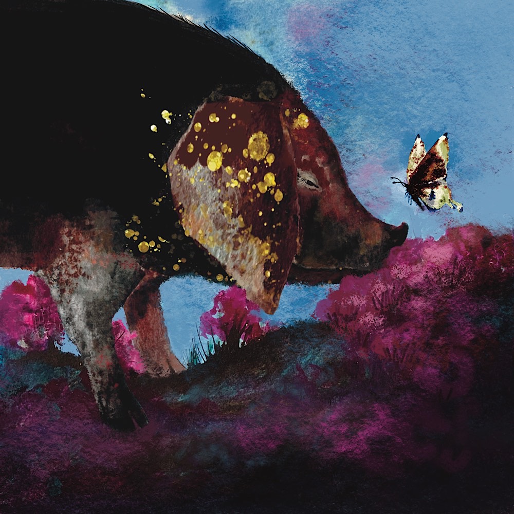 Pig in summer meadow meeting a butterfly